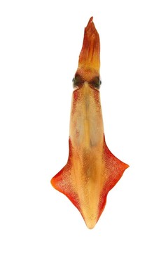 活魷魚海鮮白