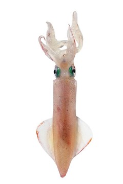 活魷魚海鮮白