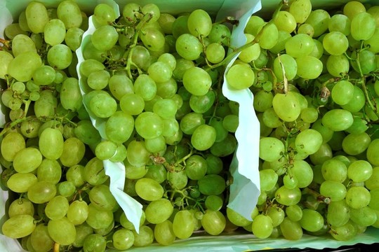 Moscatel葡萄集群市場(chǎng)