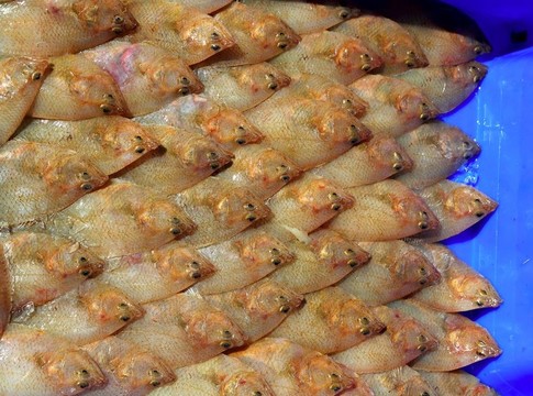 安排Arnoglossus laterna燈籠魚
