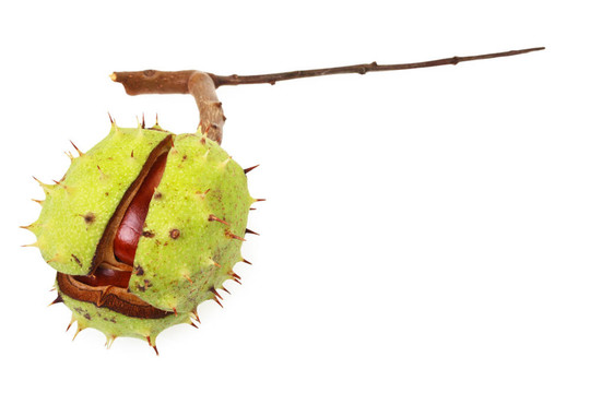 七葉樹（Aesculus hippocastanum）在天然貝殼