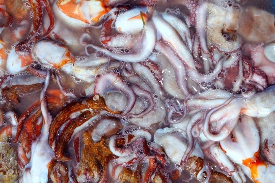 來自地中海的章魚捕撈模式