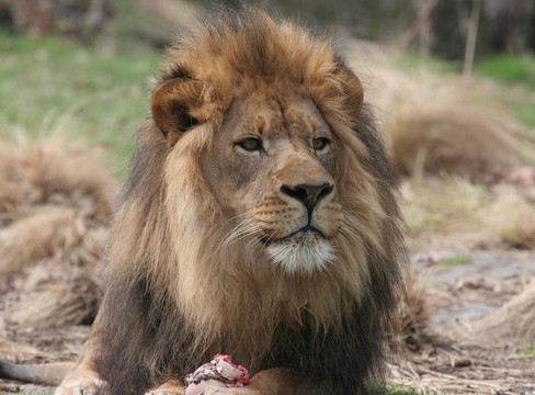 非洲獅