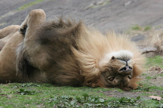 非洲獅