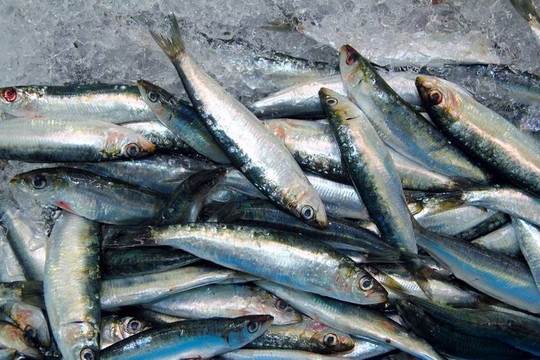 沙丁魚新鮮魚海鮮在冰海上市場(chǎng)