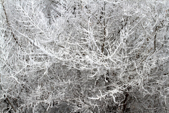 霧凇 冬天 雪景 玉樹瓊枝 冰