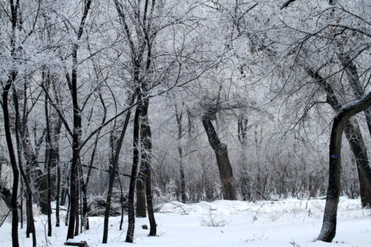 霧凇 冬天 雪景