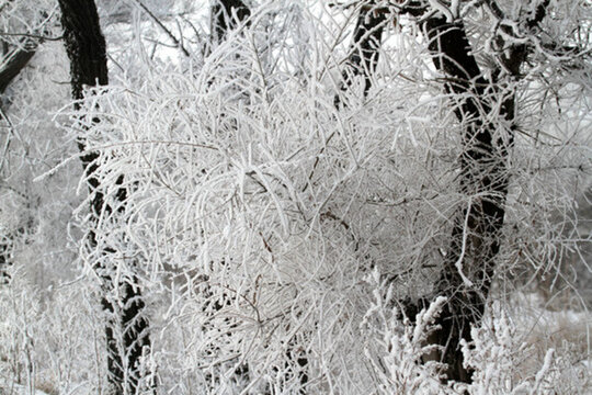 霧凇 冬天 雪景 玉樹瓊枝