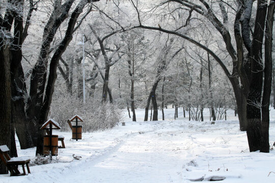 霧凇 冬天 雪景 玉樹瓊枝