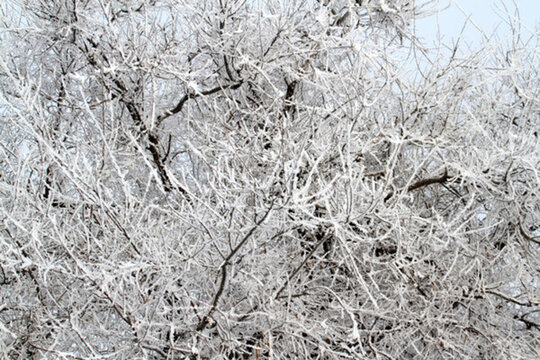 霧凇 冬天 雪景 玉樹瓊枝