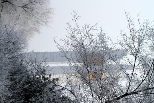 霧凇 冬天 雪景 玉樹瓊枝 冰