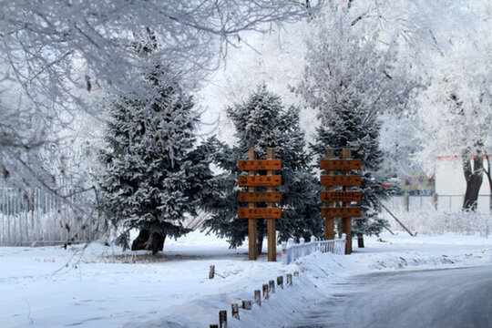 霧凇 冬天 雪景 玉樹瓊枝