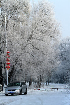 霧凇 冬天 雪景 玉樹瓊枝