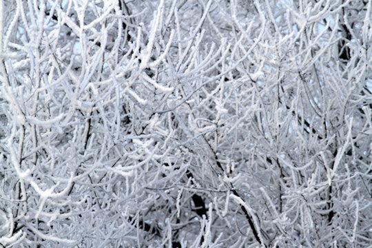 霧凇 冬天 雪景 玉樹瓊枝