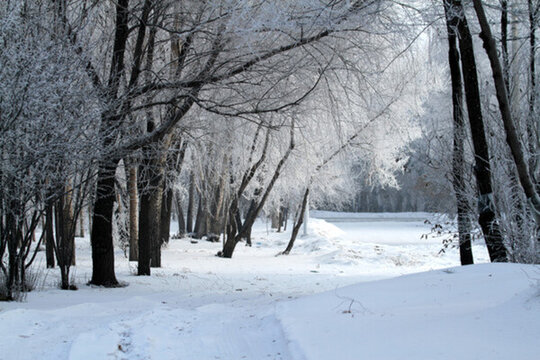 霧凇 冬天 雪景