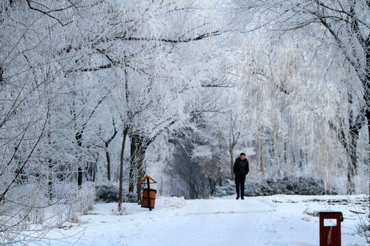 霧凇 冬天 雪景 玉樹瓊枝