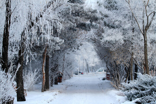 霧凇 冬天 雪景
