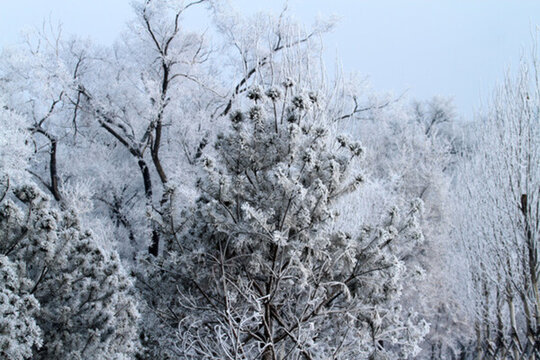 霧凇 冬天 雪景 玉樹(shù)瓊枝