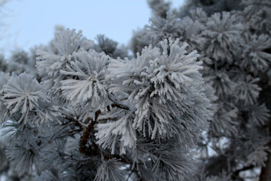 霧凇 冬天 雪景 玉樹(shù)瓊枝
