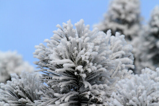 霧凇 冬天 雪景 玉樹瓊枝