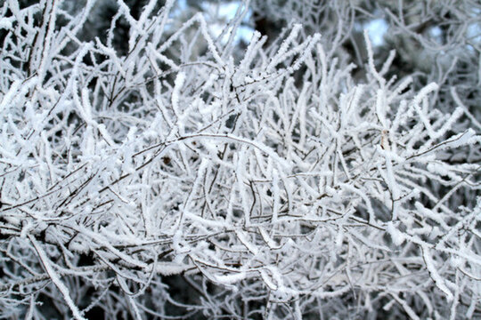 霧凇 冬天 雪景 玉樹瓊枝 冰