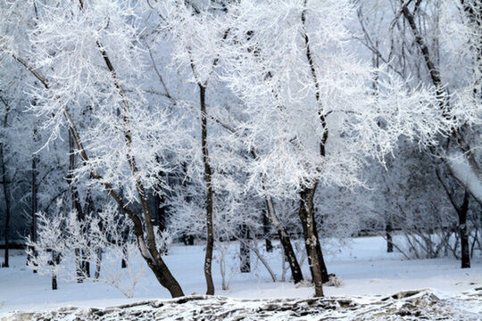 霧凇 冬天 雪景