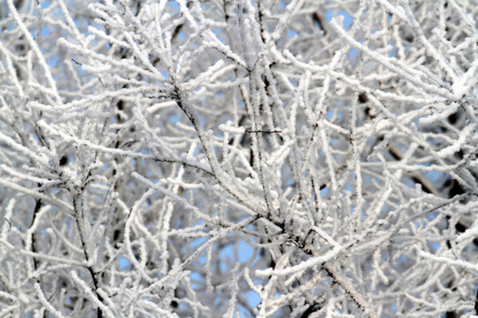 霧凇 冬天 雪景 玉樹瓊枝