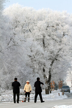 霧凇 冬天 雪景 玉樹瓊枝