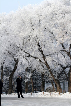 霧凇 冬天 雪景 玉樹瓊枝 冰