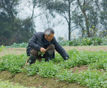 菜農(nóng)