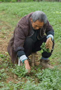 菜農(nóng)