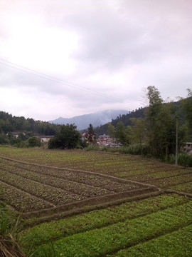 鄉(xiāng)間菜地