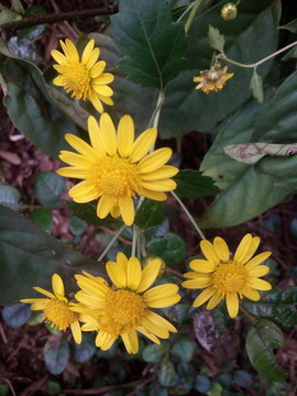 小黃花
