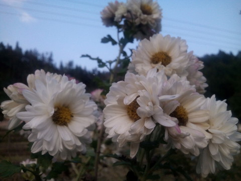 菊花朵朵開