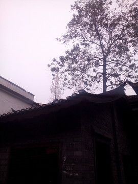 建筑樹影