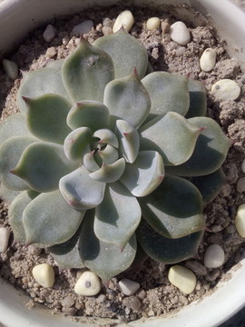 盆栽植物