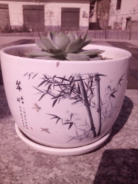盆栽植物