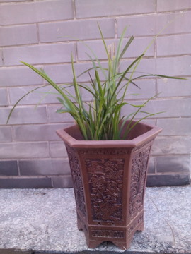 盆栽植物