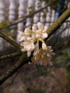 桂花