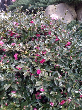 山茶花