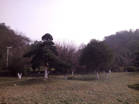 草坪綠地