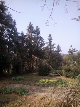 鄉(xiāng)村小菜園