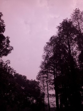 樹(shù)影天空