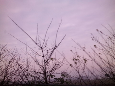 樹(shù)枝天空