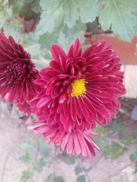 菊花