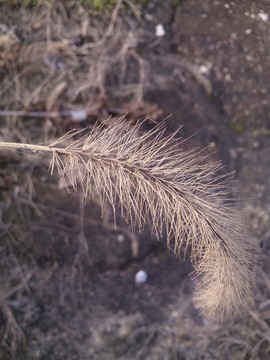 狗尾草