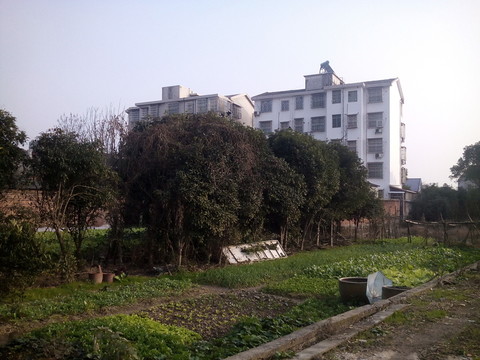 菜地建筑