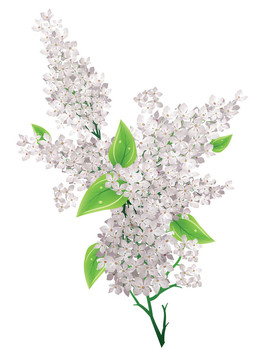 一束紫丁香花