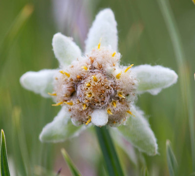 雪絨花花的特寫(xiě)
