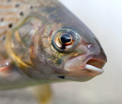 北極茴魚和鱒魚
